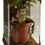 Mandragola - immagine 2