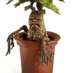 Mandragola - immagine 3
